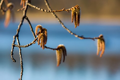 Leppä kukkii, ISTOCKPHOTO